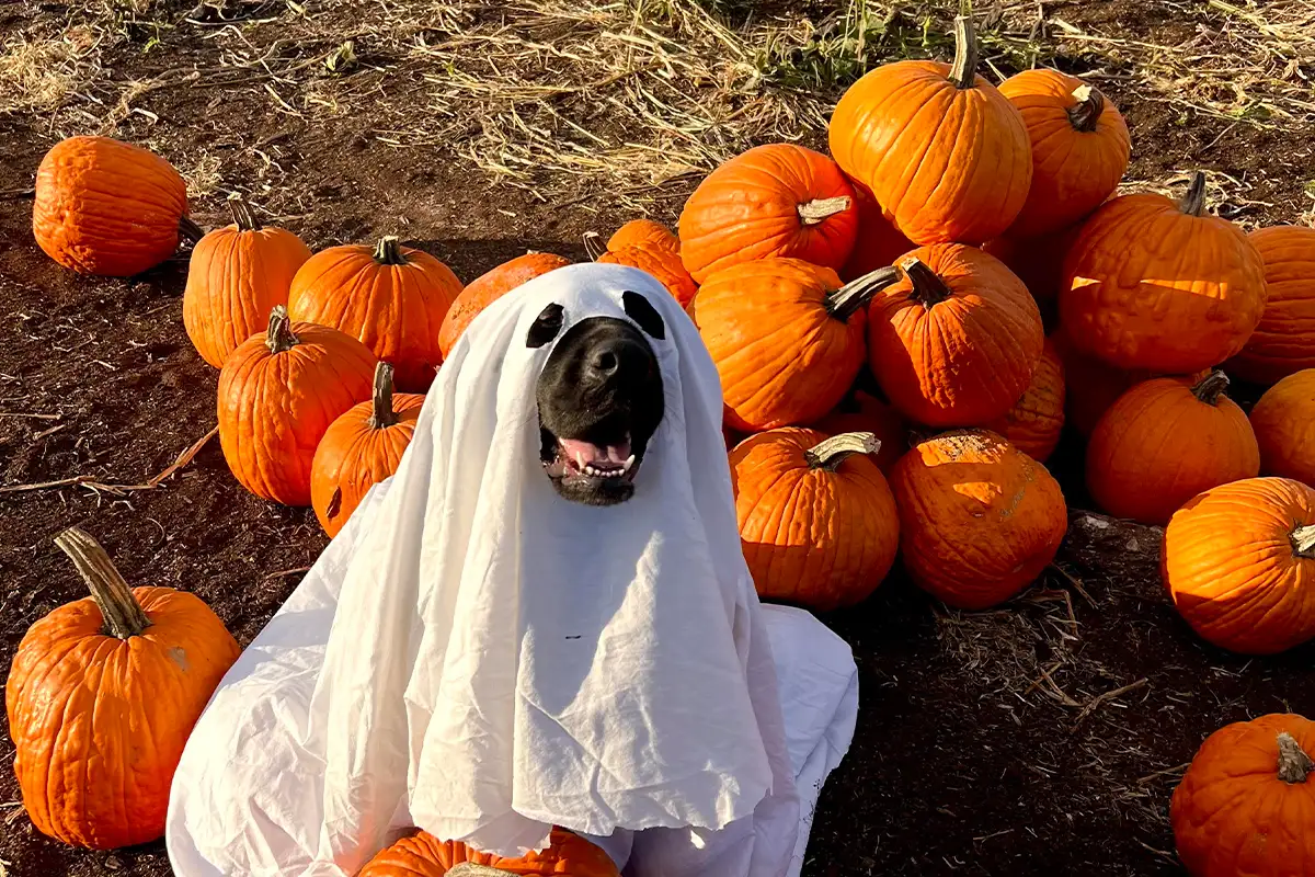 a dog in a ghost costume surrounded by pumpkins