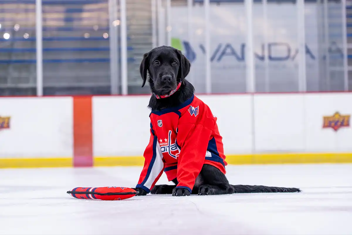 ovi, black lab service dog