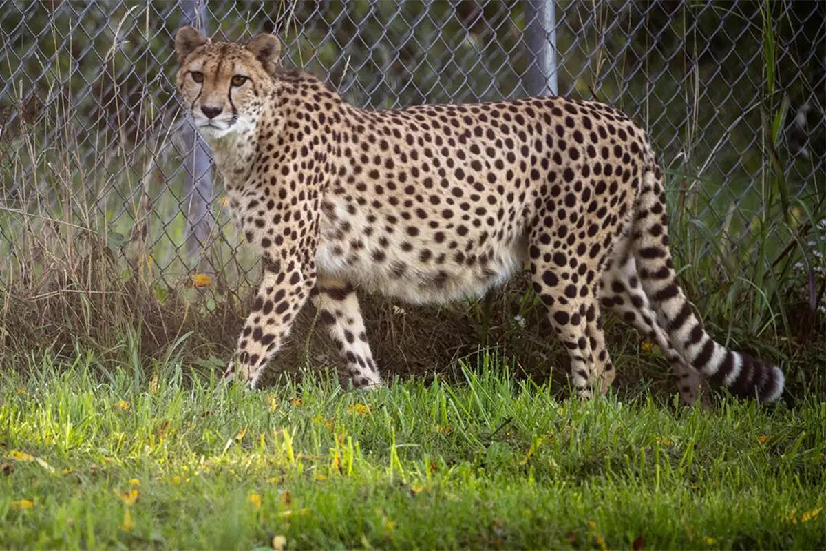 Amabala, the mother of the four new cubs at the Smithsonian's National Zoo and Conservation Biology Institute. 