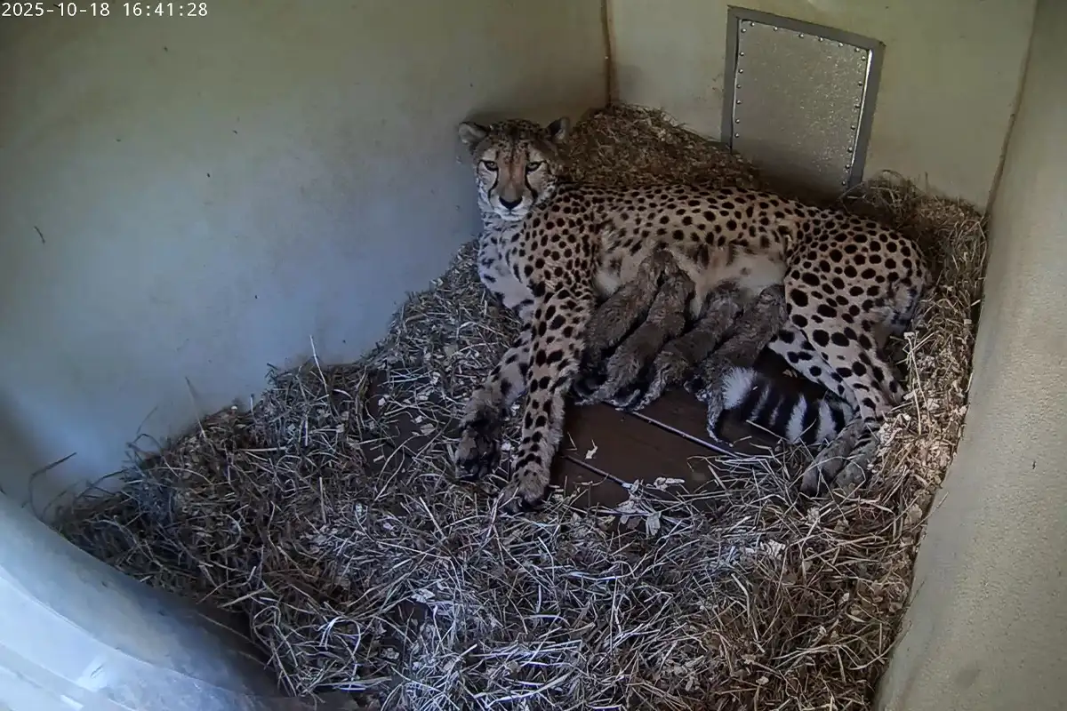Amabala and her litter of four cubs at the Smithsonian's National Zoo and Conservation Biology Institute.