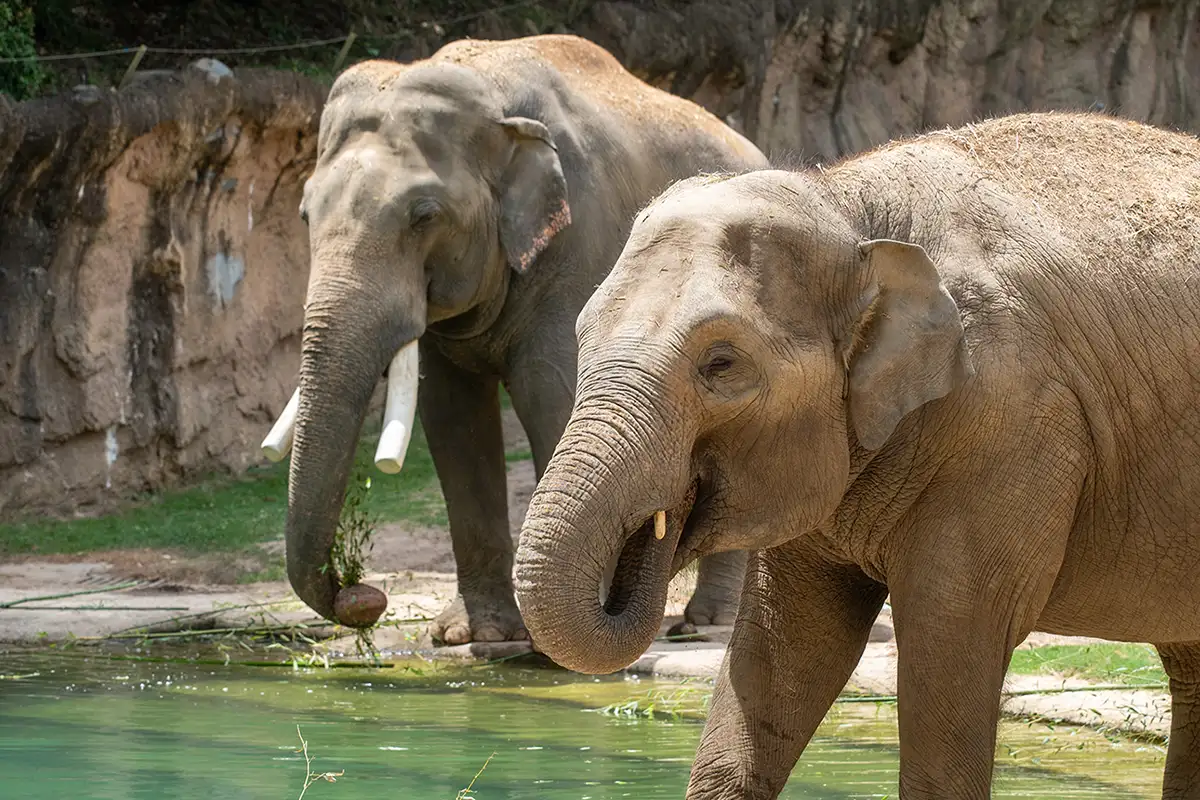 Smithsonian’s National Zoo elephants Nhi Linh and Spike