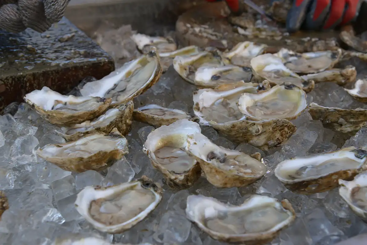 oysters from Aslin's Oysterfest