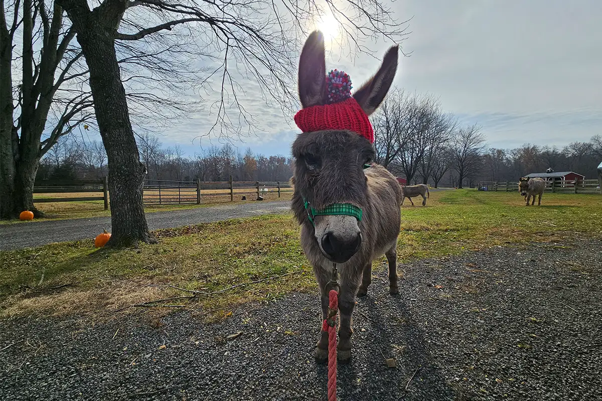 A donkey at The Sassy Ass