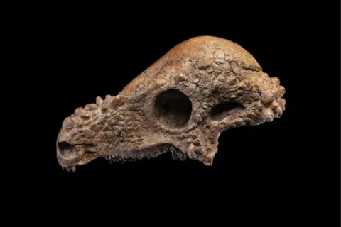 Skull of Pachycephalosaurus