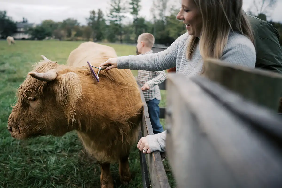 Highland cows at Scarlet Springs Farm