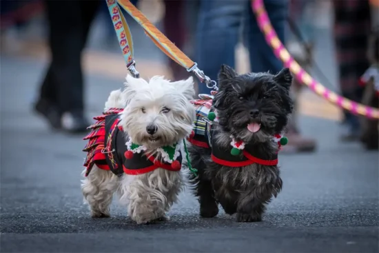 two dogs dressed in holiday sweaters walk in a parade