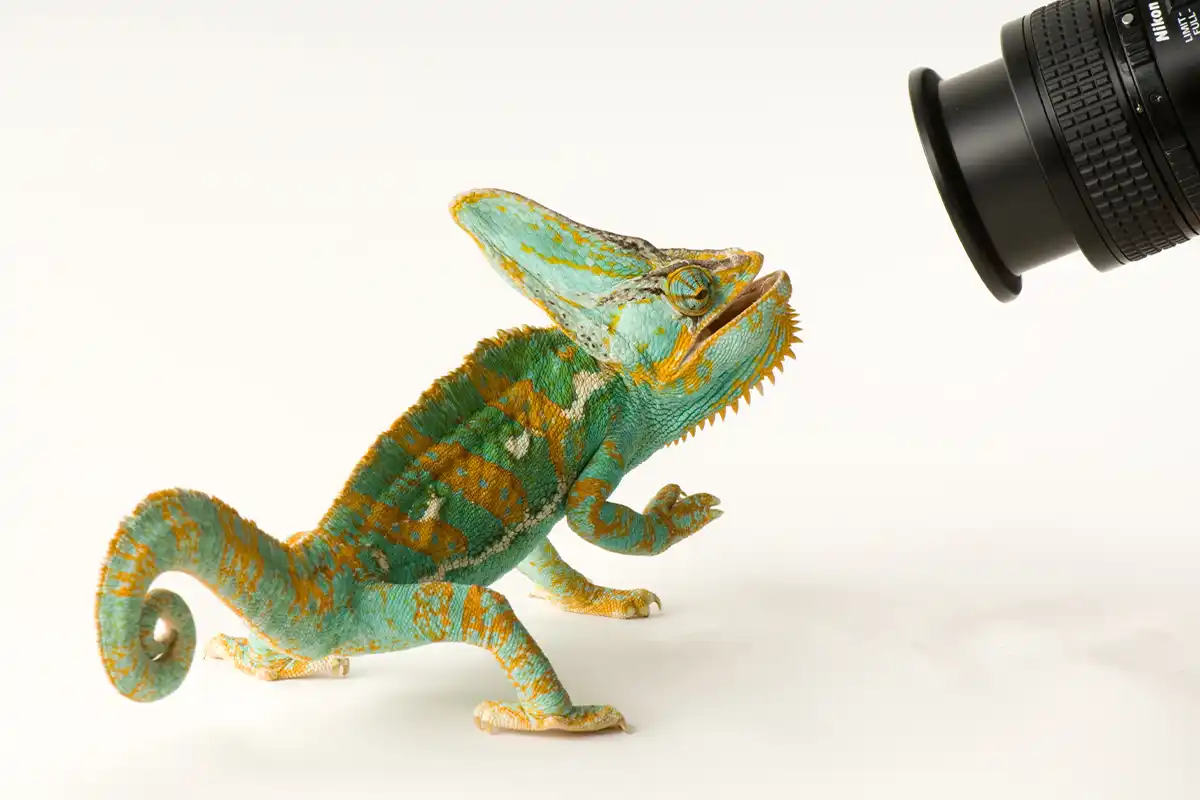 A veiled chameleon, Chamaeleo calyptratus, at Rolling Hills Wildlife Adventure confronts a camera lens. Salina, Kansas, USA.