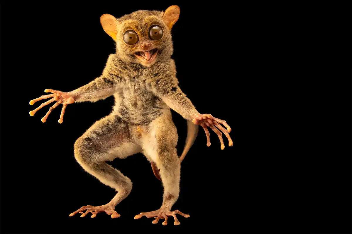 Horsfield's tarsier, Cephalopachus bancanus borneanus, at the Taman Safari. Bogor, Jakarta, Indonesia