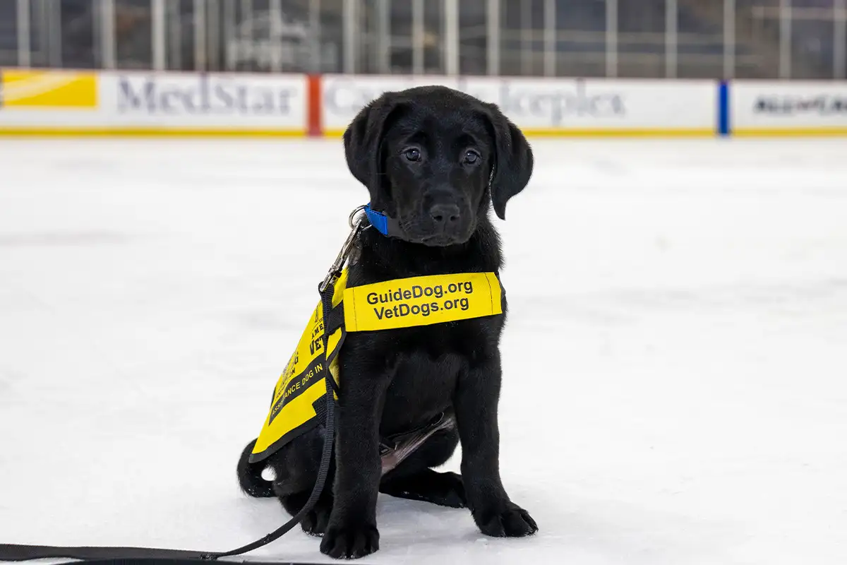Judy the service dog