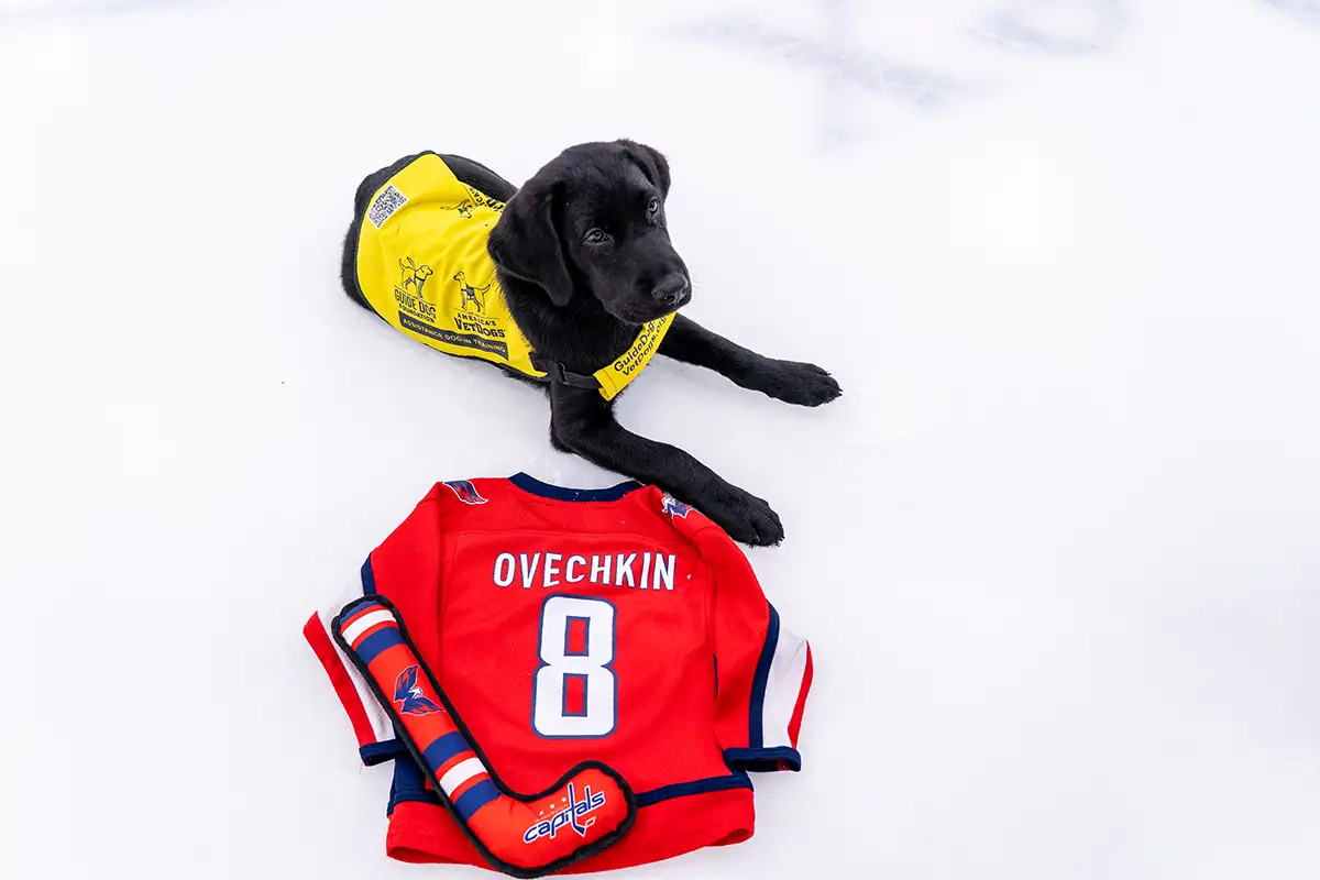 Ovi the service dog with an Ovechkin jersey