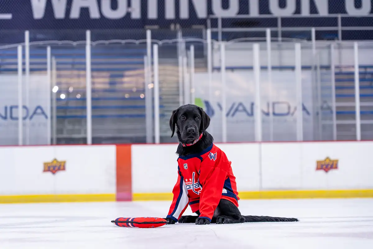 Ovi the service dog in a Capitals jersey