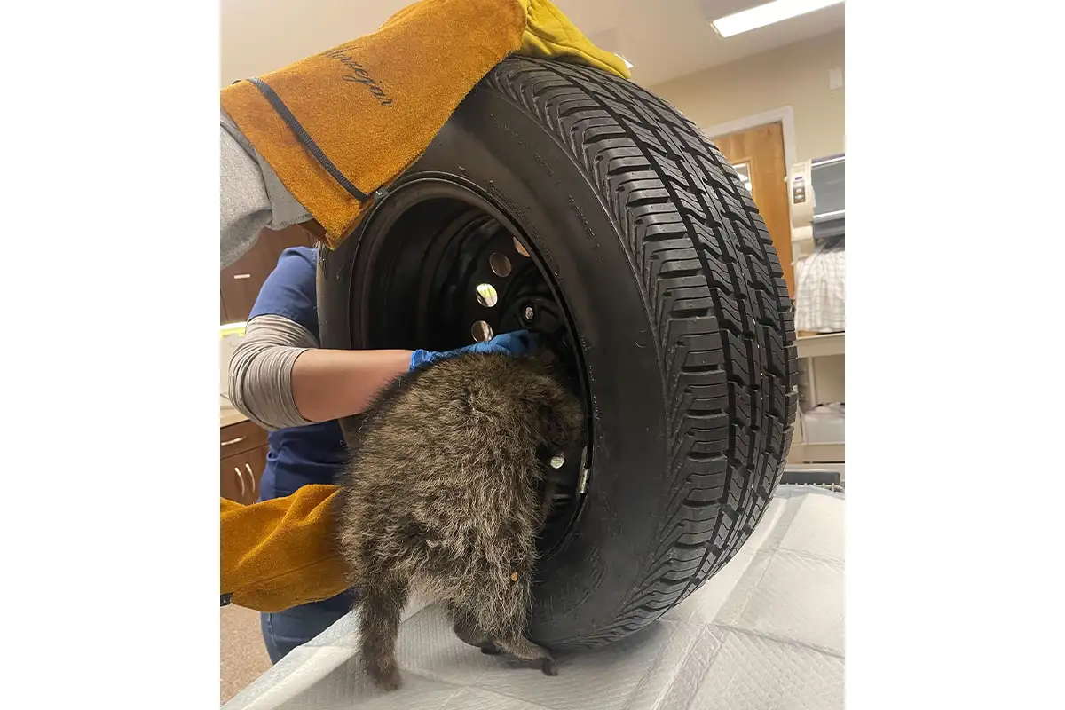Raccoon stuck in tire