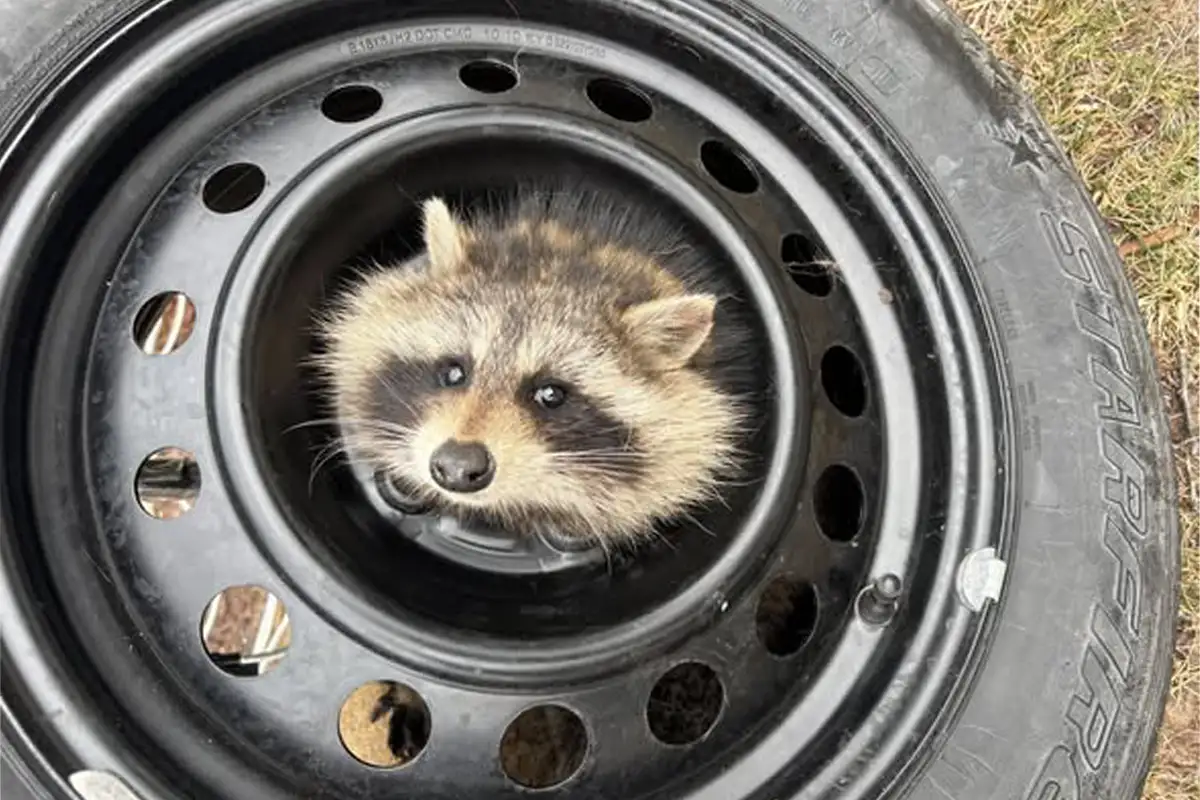 Raccoon stuck in tire
