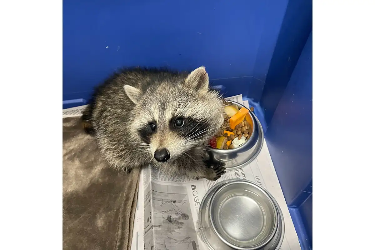 Raccoon