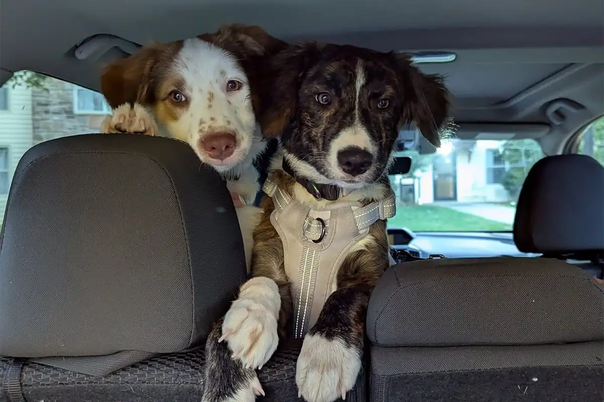 Rosie and Twiggy headed to Puppy Bowl filming