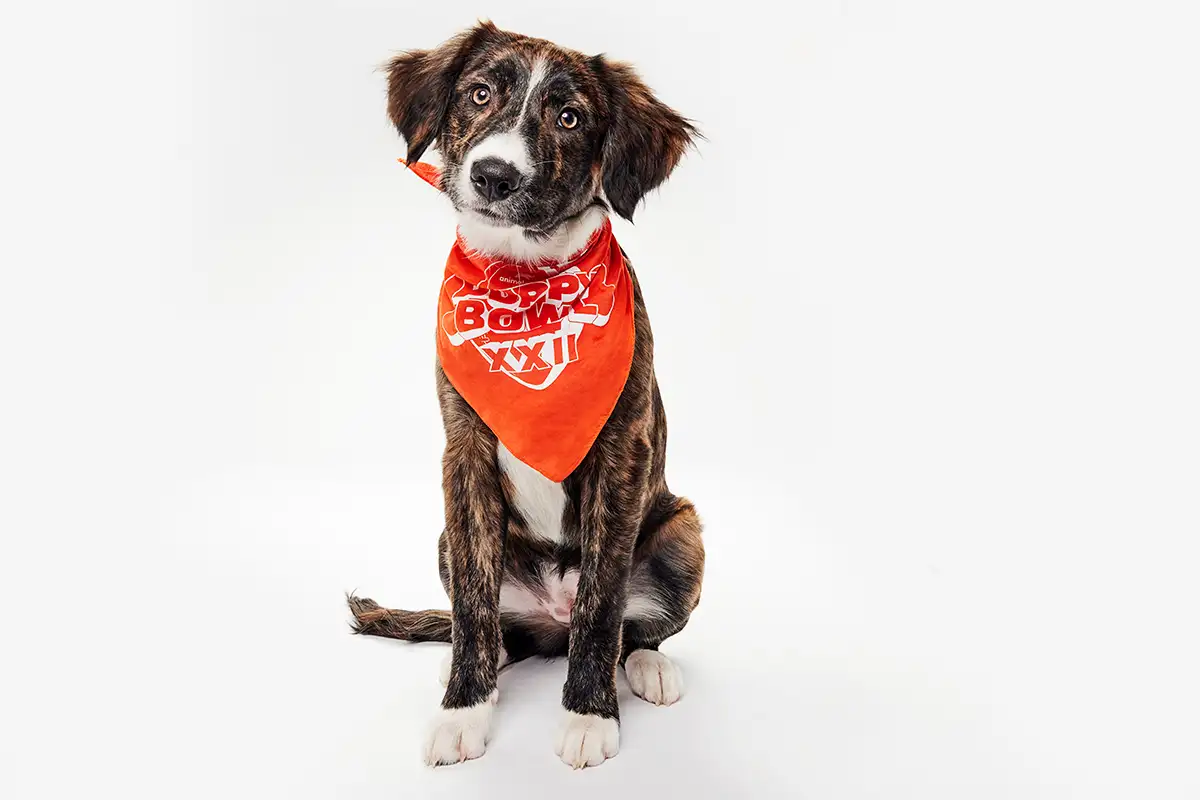 Rosie, Team Ruff