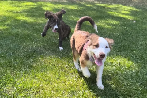 Twiggy and Rosie "training" for the Puppy Bowl