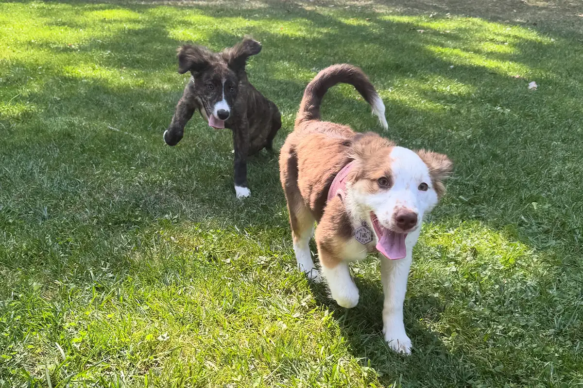 Dogs from Alexandria-Based Rescue Participate in 2026 Puppy Bowl - Northern Virginia Magazine