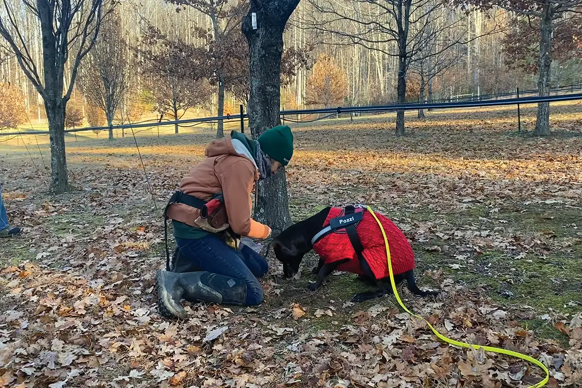 Vanessa Shea and Pozzi hunt for truffles