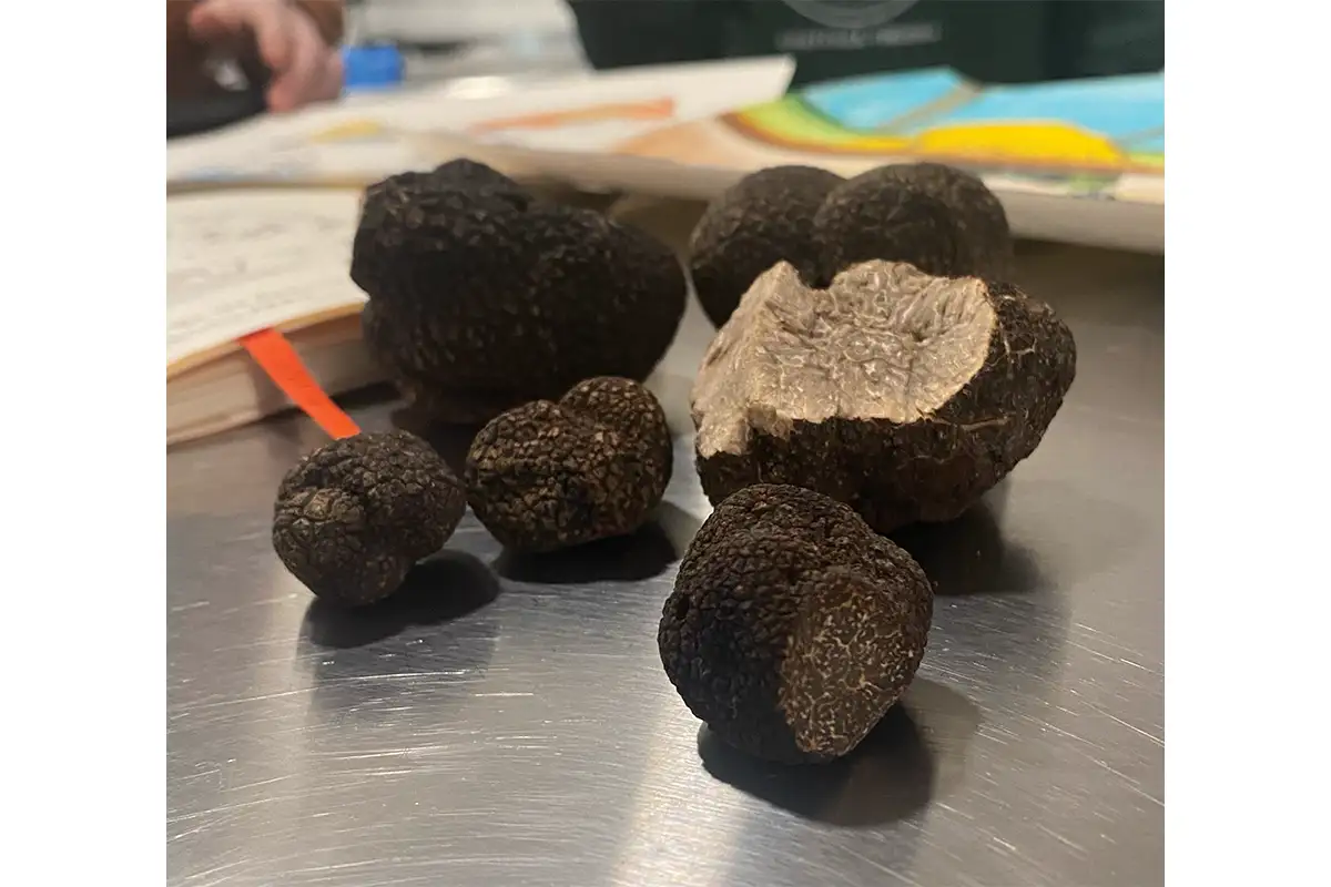Black Truffles