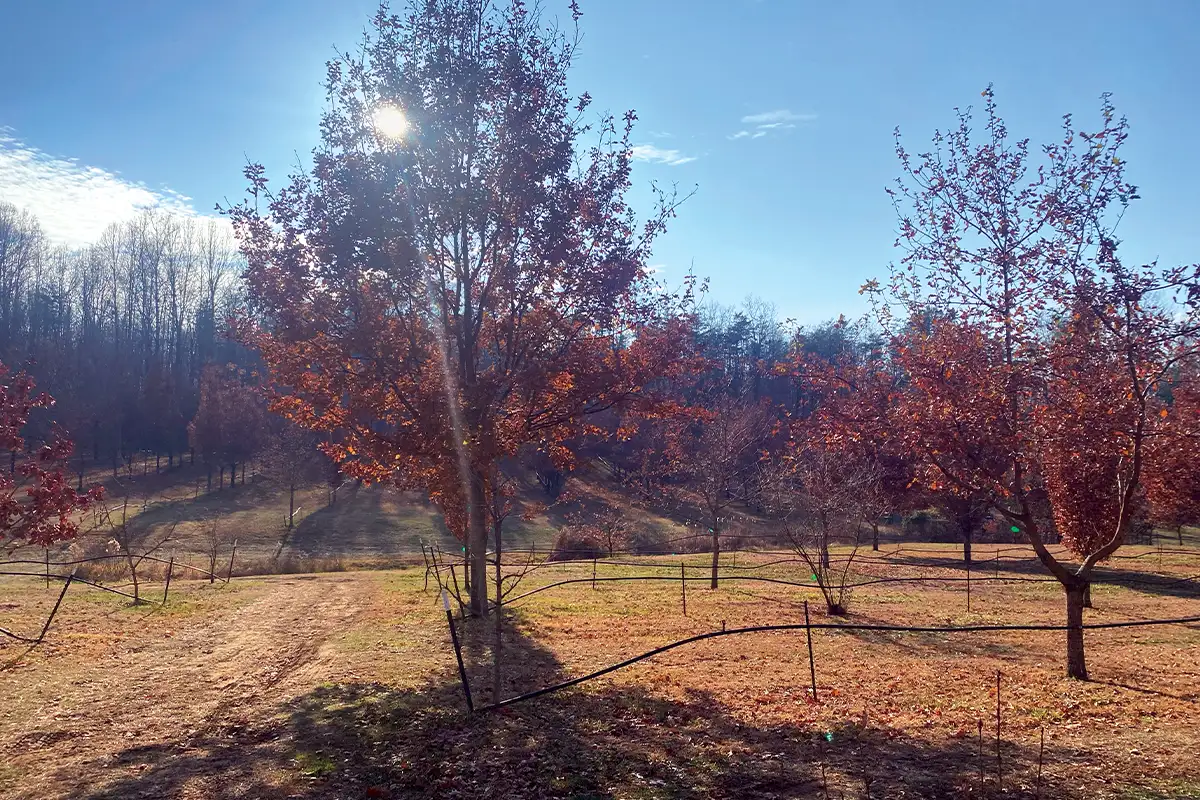 Trees at Virginia Truffles