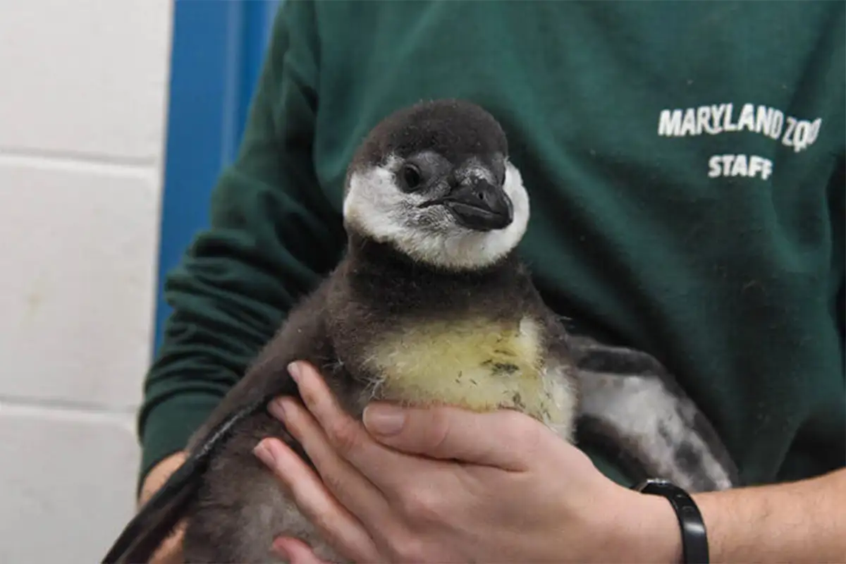 Maryland Zoo baby african penguins