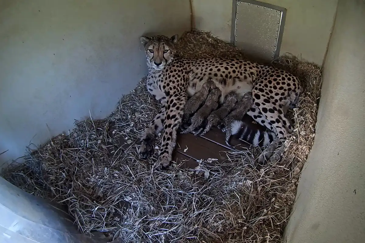 Smithsonian baby cheetah cubs