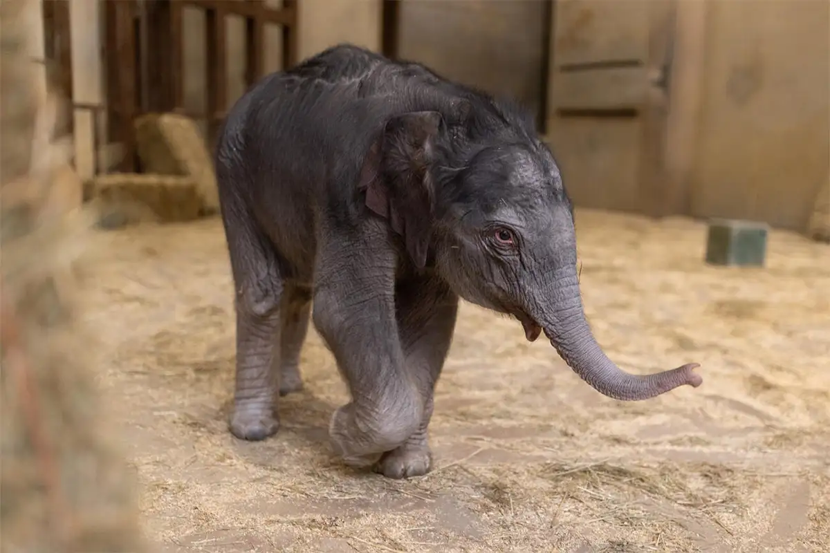 Smithsonian baby asian elephant