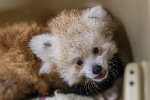 a baby red panda born at the National Zoo