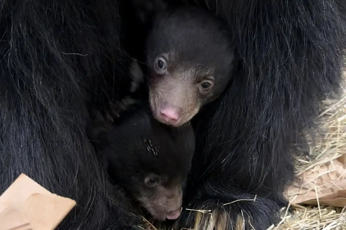 Smithsonian baby sloth bears