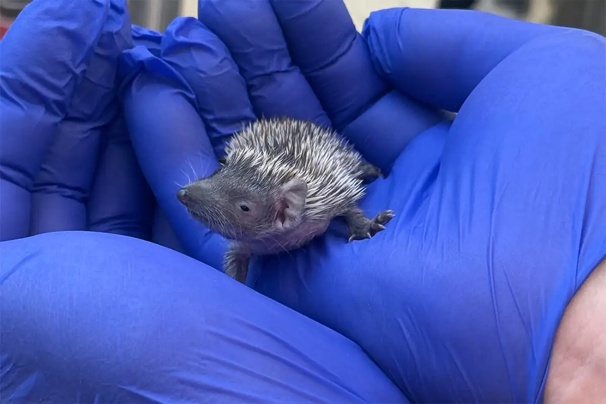 Smithsonian baby lesser tenrec