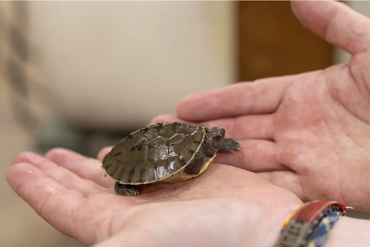 Baby Terrapin turtle