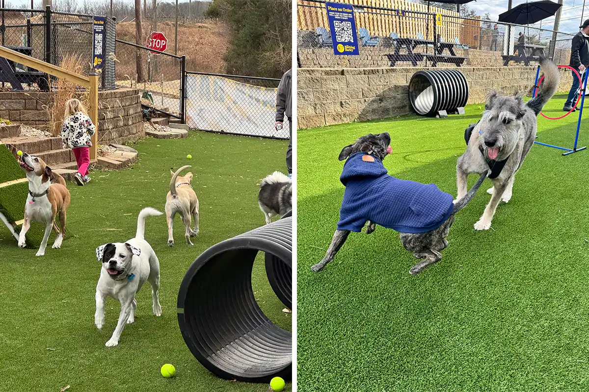dogs running around barking barley dog park