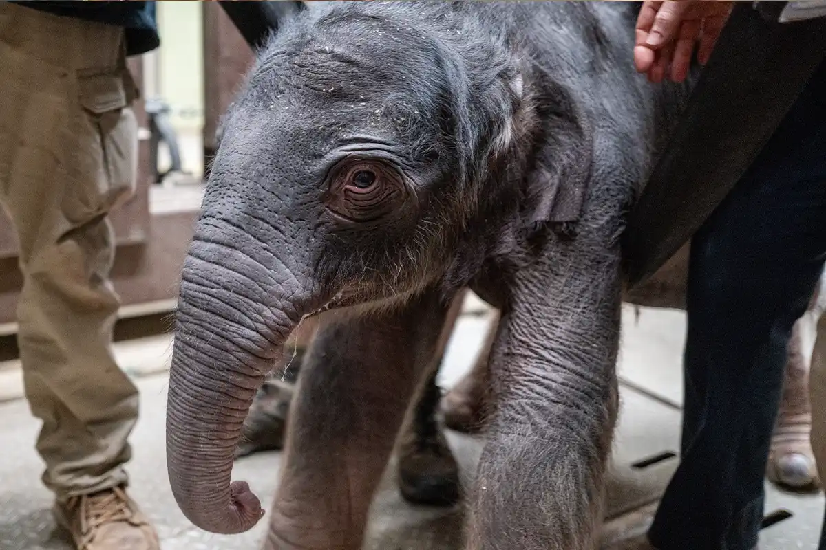 female elephant calf at national zoo