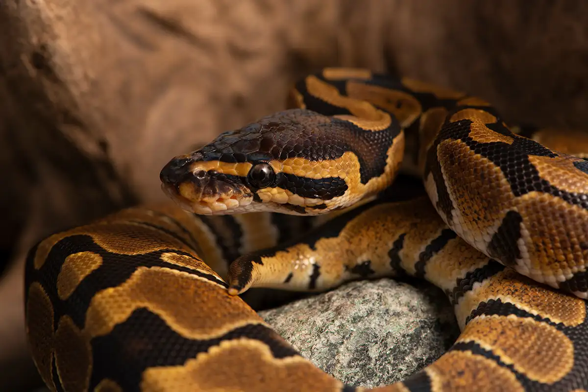 Ball python snake