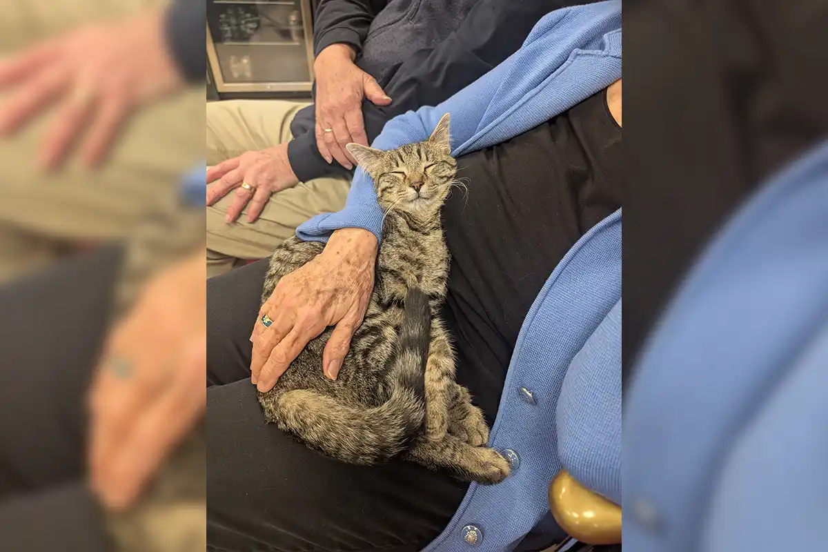 cat being held by older woman