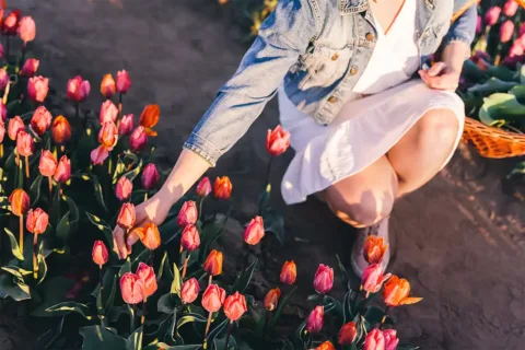 woman picking tulips in field