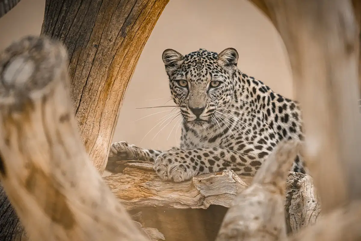 Οι βασιλικοί της Σαουδικής Αραβίας δωρίζουν 51,6 εκατομμύρια δολάρια για το νέο Εθνικό Ζωολογικό Κήπο Leopard Habitat