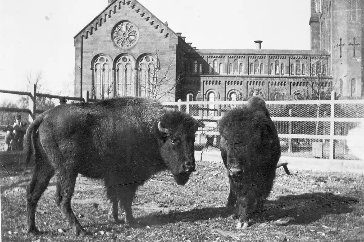 Bison behind Smithsonian Institution Building