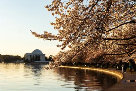 Cherry blossoms at peak bloom at Tidal Basin