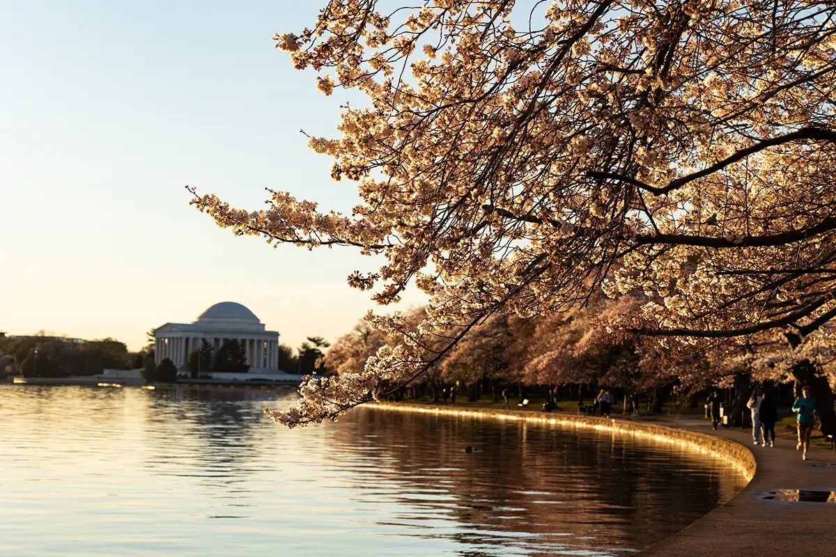 Cherry blossoms at peak bloom at Tidal Basin