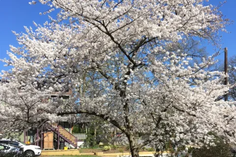 a cherry tree in Jan Herman's backyard