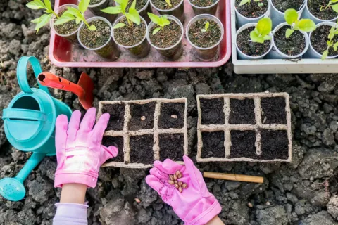 Seed gardening