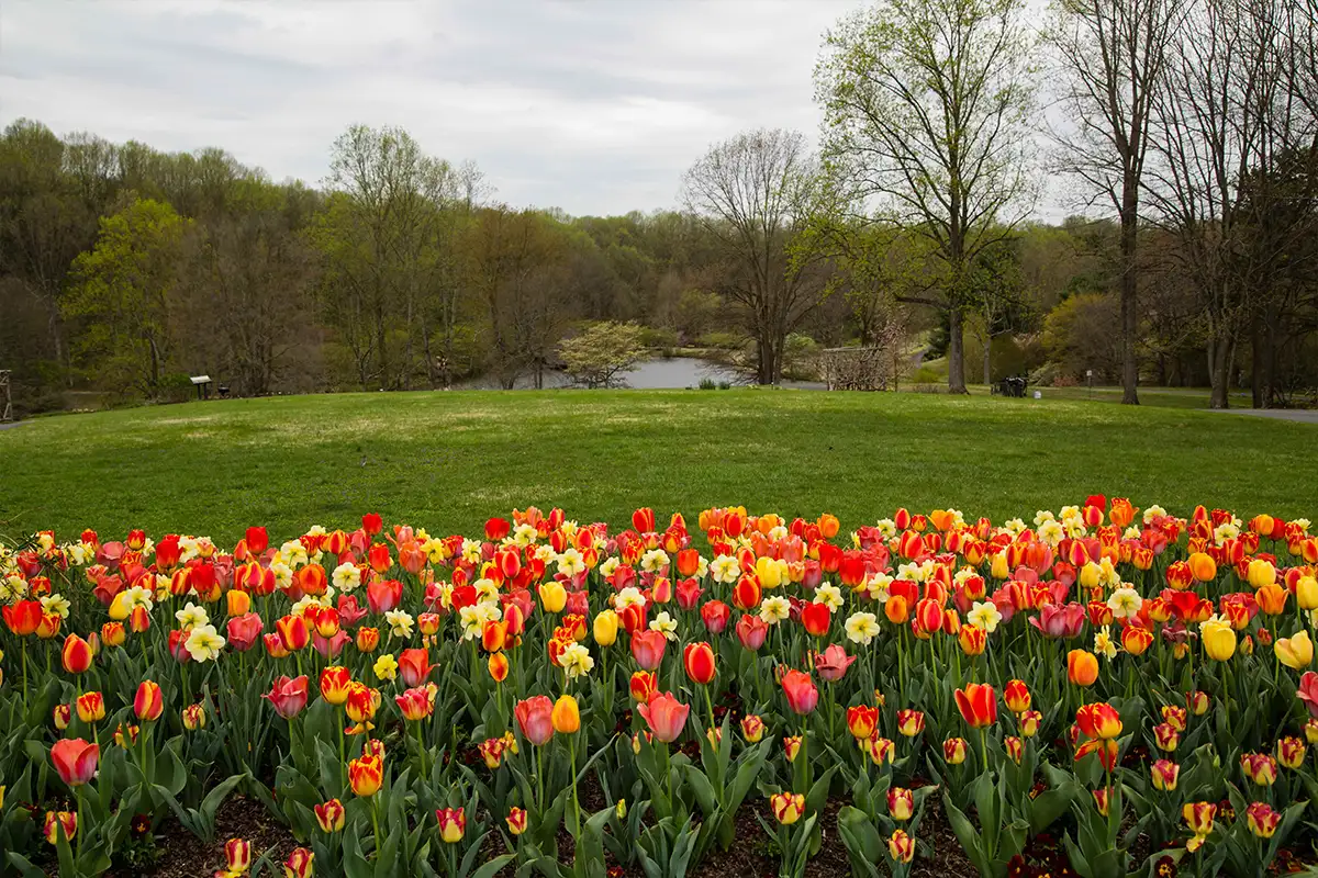 Celebrate Historic Garden Week at These Northern Virginia Locations