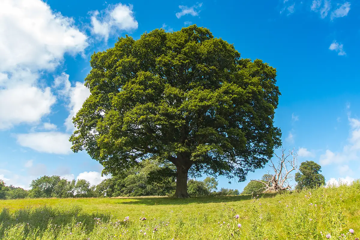 Oak tree in field