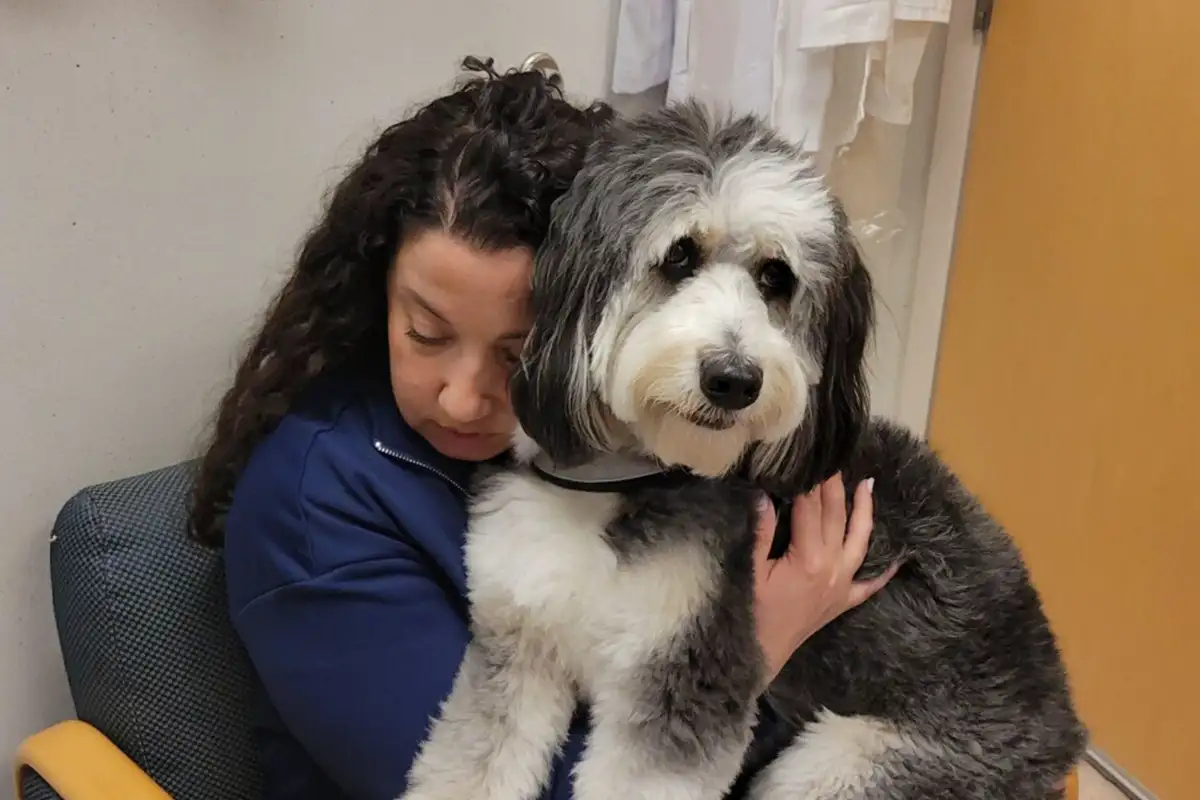Sentara Northern Virginia Medical Center therapy dog comforting patient