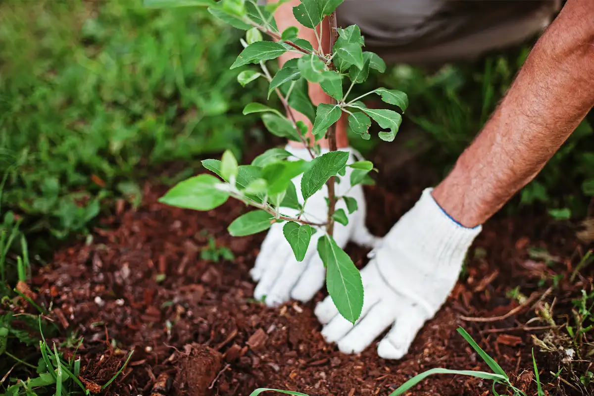 planting tree