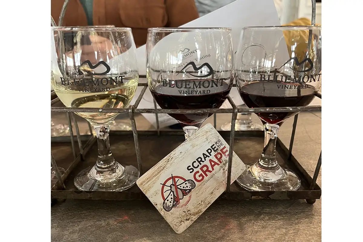 Scrape for the Grape (Courtesy Bluemont Vineyards)