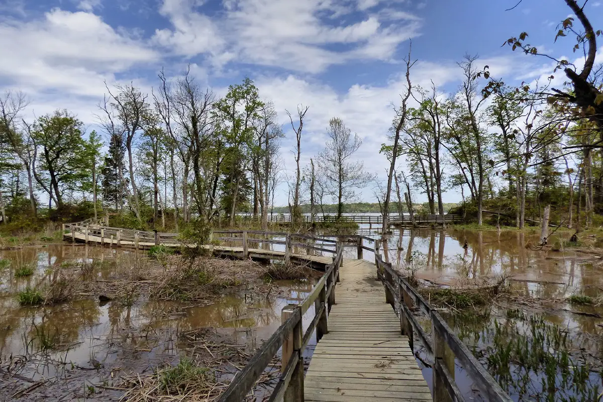 boardwalk trail with trees and water at Mason Neck Park