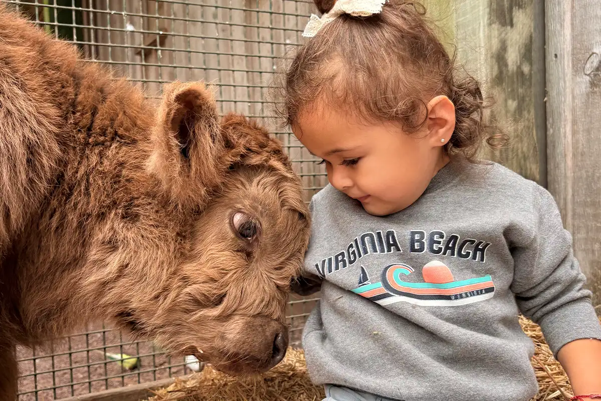 a little girl pets a Highland Cow at Hunt Club Farm
